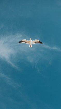 a seagull flying in the blue sky with white clouds