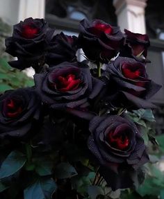 black roses with red centers in front of a building