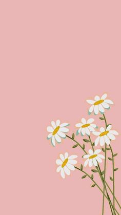 daisies in a vase against a pink background