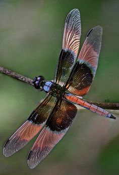 a red and black dragonfly resting on a twig