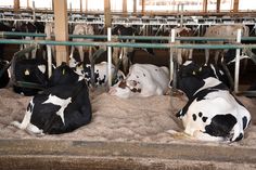 several cows are laying down in their pen at the dairy station, some with yellow tags on their ears