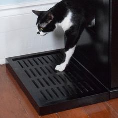 a black and white cat standing on top of a shelf