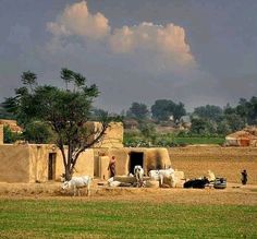 a group of cows standing in front of a mud hut with two men tending to it