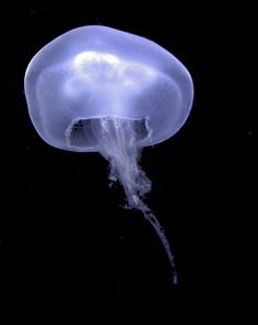 a white jellyfish floating in the water