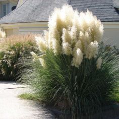 some very pretty plants in front of a house