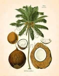 an illustration of coconuts and palm trees