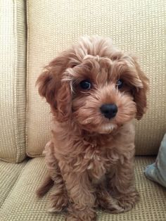 a small brown dog sitting on top of a couch