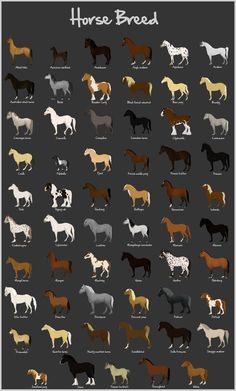 an image of horse breeds in different colors on a gray background with the words, horses breed