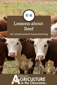 three cows behind a fence with the words lessons about beef for school and at - home learning