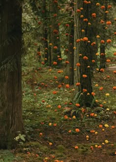 many orange flowers are hanging from trees in the woods