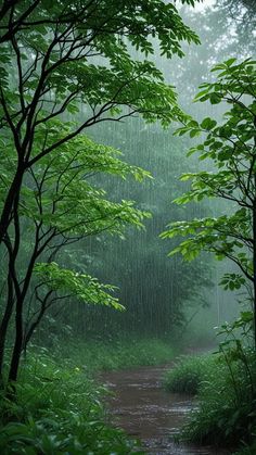 an image of a forest scene with rain coming down