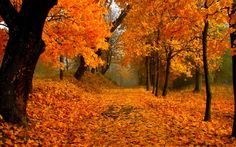 an autumn scene with yellow leaves on the ground