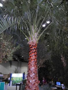 a tall palm tree sitting in the middle of a room filled with plants and trees