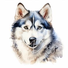 a watercolor painting of a husky dog's face with blue eyes and ears