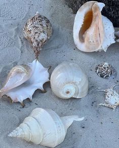 several seashells are laying on the sand and one is in its shell,