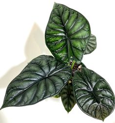 Alocasia Baginda Dragon Scale | Eureka Farms Alocasia Baginda, Aroid Plant, Live Indoor Plants, Green Veins, Plant Benefits, Plant Fungus, Balcony Plants, Easy Care Plants