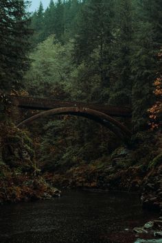 a bridge over a river in the middle of a forest with lots of trees around it