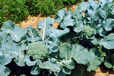 some broccoli plants growing in the dirt