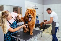 a woman is grooming a large brown dog