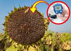 a close up of a sunflower with an electronic thermometer