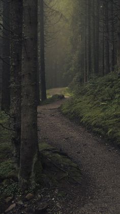 a path in the middle of a forest on a foggy day