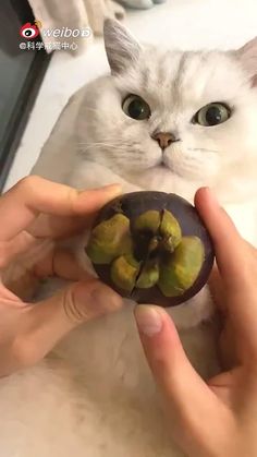 a white cat sitting on top of a bed next to a person holding an apple