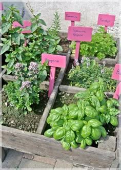 a garden filled with lots of green plants next to pink notes on wooden boards that say grow