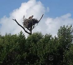 two birds sitting on top of a nest in a tree