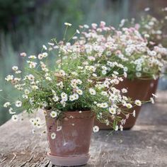 small white flowers in clay pots sitting on a log