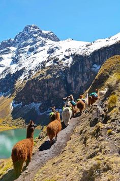 llamas are walking up the side of a mountain trail with snow capped mountains in the background