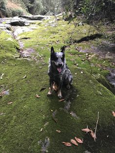 a black and brown dog sitting on top of a green moss covered rock next to a stream