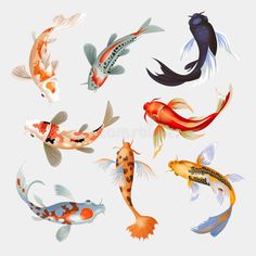 an assortment of colorful koi fish in various stages of flight, including orange, black and white colors