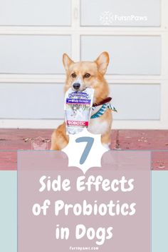 a brown dog sitting on top of a wooden floor next to a door with the words side effects of probiotics in dogs