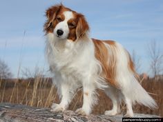 a brown and white dog standing on top of a rock next to tall dry grass