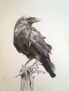 a drawing of a black bird sitting on top of a tree branch