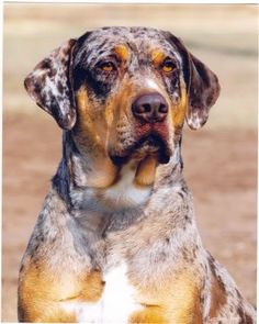 a close up of a dog looking at the camera