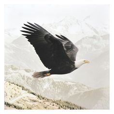 an eagle is flying in the sky over mountains