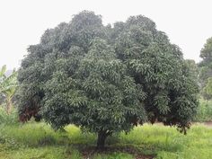 a large tree with lots of leaves in the middle of some grass and trees behind it