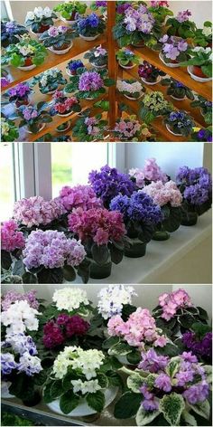 several different types of flowers in pots