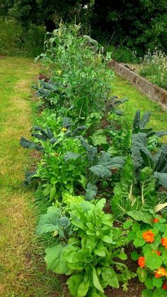 a garden filled with lots of different types of plants and flowers next to each other