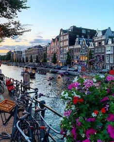 several bicycles parked along the side of a river with buildings in the background and flowers growing on the bank