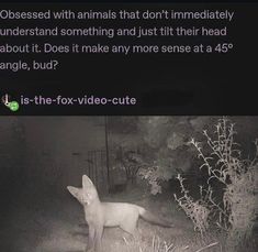 a fox standing in the middle of a field next to a fence and bushes with text that reads, it is the fox video - cutie