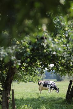 a black and white cow grazing in an apple tree filled field with green leaves on the trees