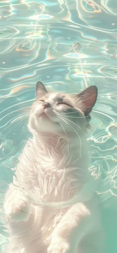 a cat that is floating in some water