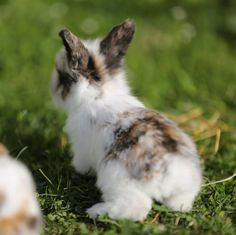 a small rabbit sitting in the grass