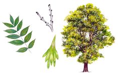 an illustration of a tree with leaves and buds on the top right hand corner is shown