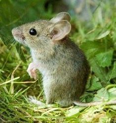 a small mouse sitting in the grass