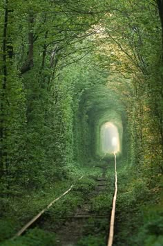 a train track in the middle of a tunnel that is surrounded by trees and bushes