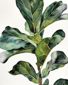 a watercolor painting of a plant with green leaves