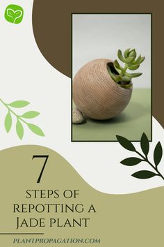 7 steps of repotting a Jade Plant Succulent Potting Mix, Jade Plant, Insecticidal Soap, Jade Plants, Liquid Fertilizer